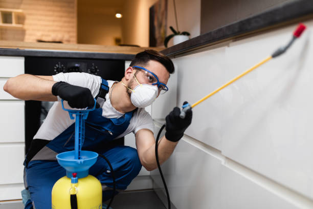 Best Flea Control Services  in Temecula, CA