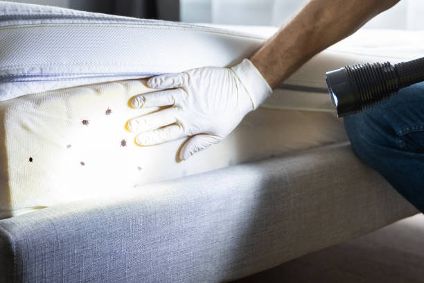 Best Pest Control for Homes  in Temecula, CA